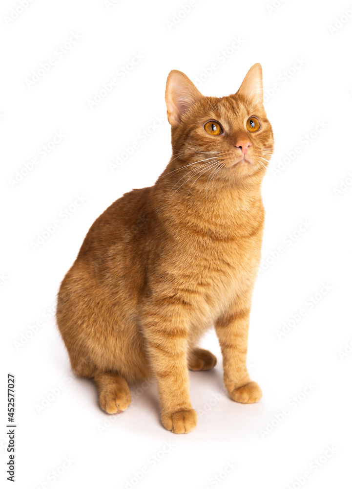 Portrait of ginger cat isolated on white background.