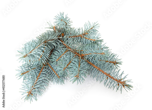 Blue branches of pine.