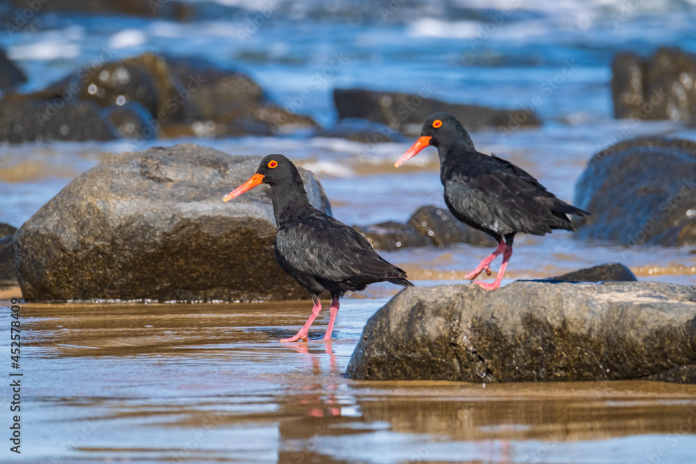 Beautiful Oyster Catcher birds on the beach, in South Africa, along the coast Beautiful Oyster Catcher birds on the beach, in South Africa, along the coast