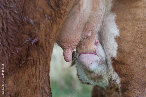 La vaca, en el caso de la hembra, o toro, en el caso del macho, es un mamífero artiodáctilo de la familia de los bóvidos. La Vaca y su cría el ternero