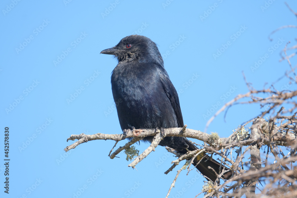 Fototapeta premium Fork tailed drongo perched in the sunlight for warmth