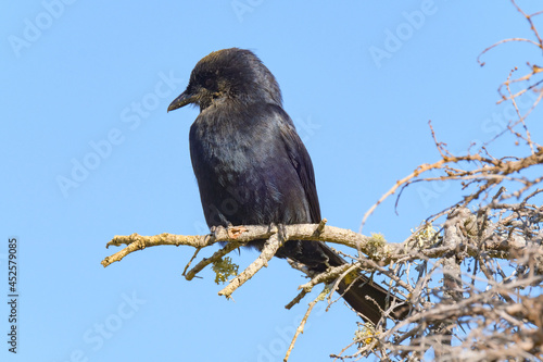 Fork tailed drongo perched in the sunlight for warmth