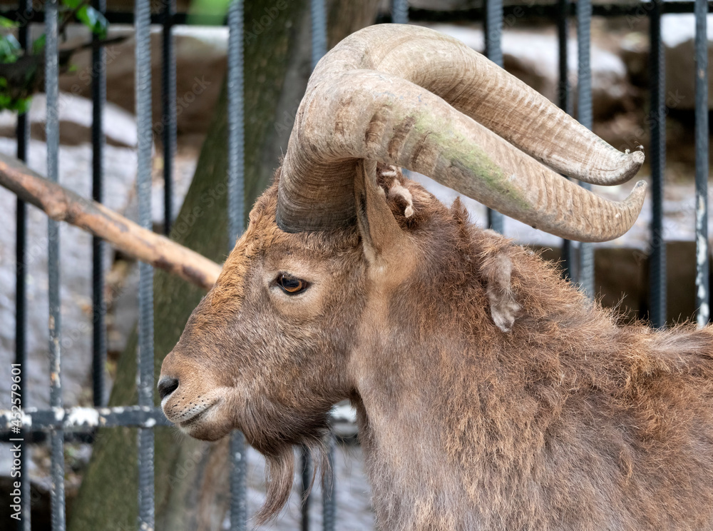 Fototapeta premium Beautiful mountain goat with helical long horns on the background of rocks