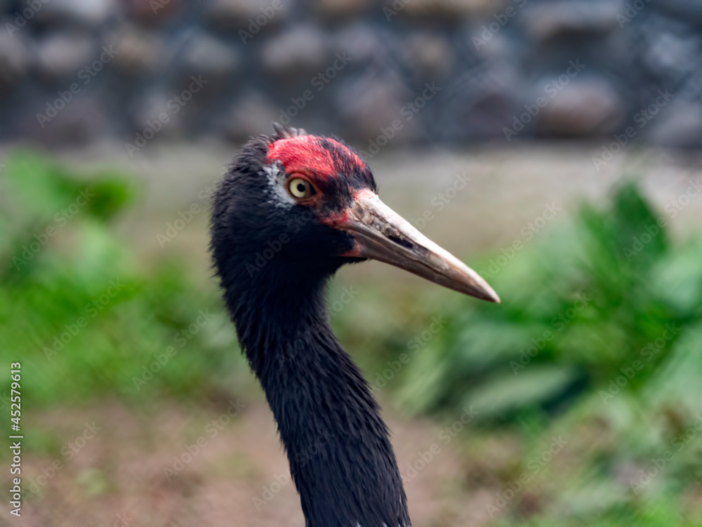 Naklejka premium The red-crowned crane Close up portrait Grus japonensis also called the Japanese crane