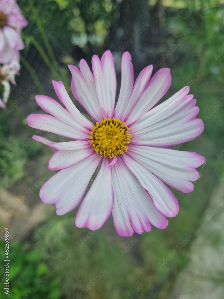 Fototapeta premium pink daisy flower