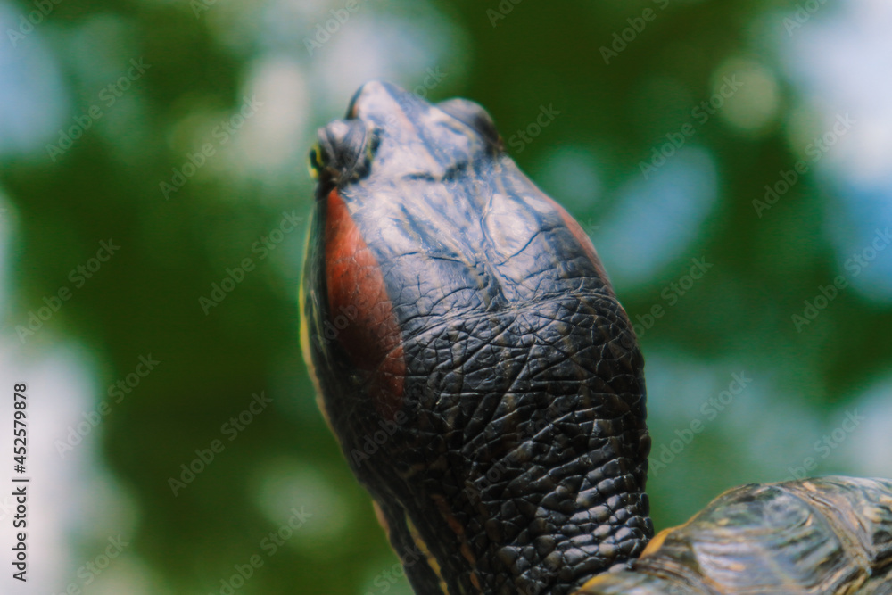 a large turtle on a green background a large turtle on a green background