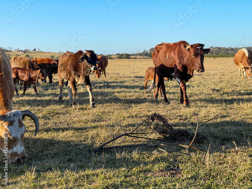 Cows in the rural farmlands, as the sun starts to set in South Africa