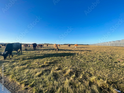 Cows in the rural farmlands, as the sun starts to set in South Africa