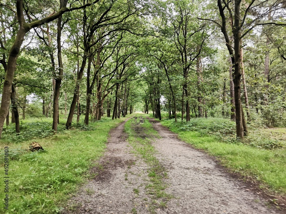 path in the park