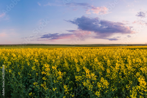 blooming yellow rape, oil canola or colza field at sunset or sunrise photo