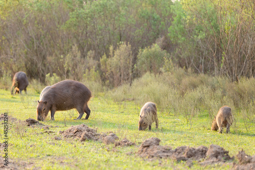 Capibaras grazing in a field