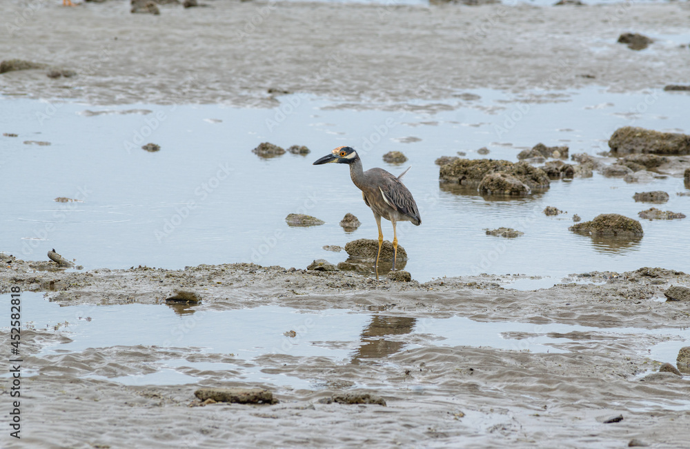 A bird walking in the coast, looking for fish A bird walking in the coast, looking for fish