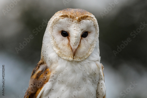 A close up picture of a Barn Owl