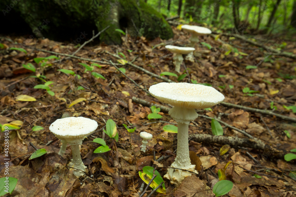 White Amanita mushroom with scales in Glastonbury, Connecticut. White Amanita mushroom with scales in Glastonbury, Connecticut.