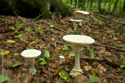 White Amanita mushroom with scales in Glastonbury, Connecticut. photo
