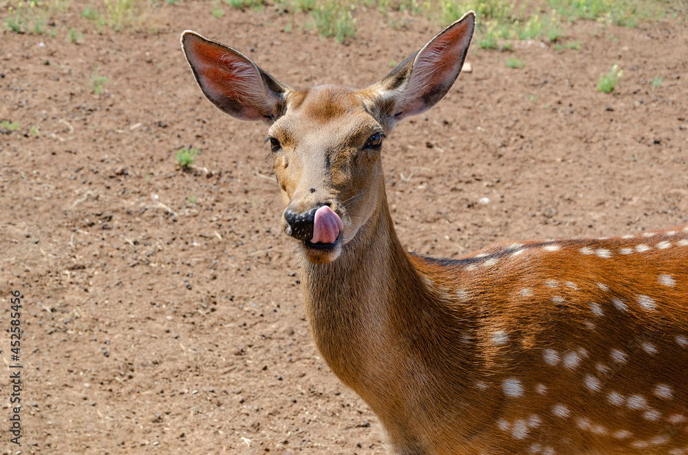 Obraz premium a young female spotted deer stuck out her tongue. close-up of the animal