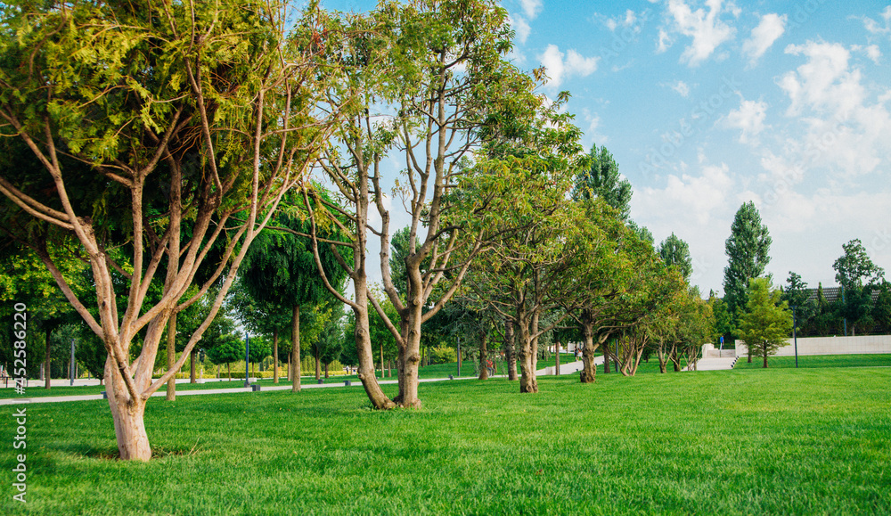 Obraz premium A beautiful public park. Tall trees of different breeds. Green manicured lawn.