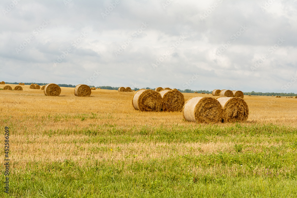 Many Straw bales on field. Round bales of straw landscape