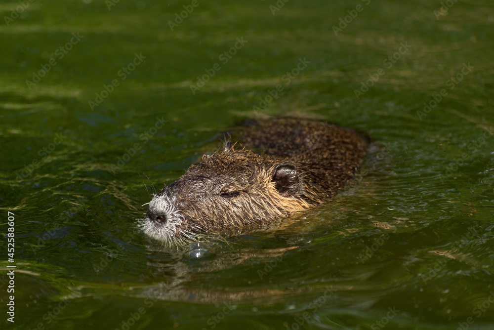 Nutria or Coypu, big river rat close up. Nutria or Coypu, big river rat close up.