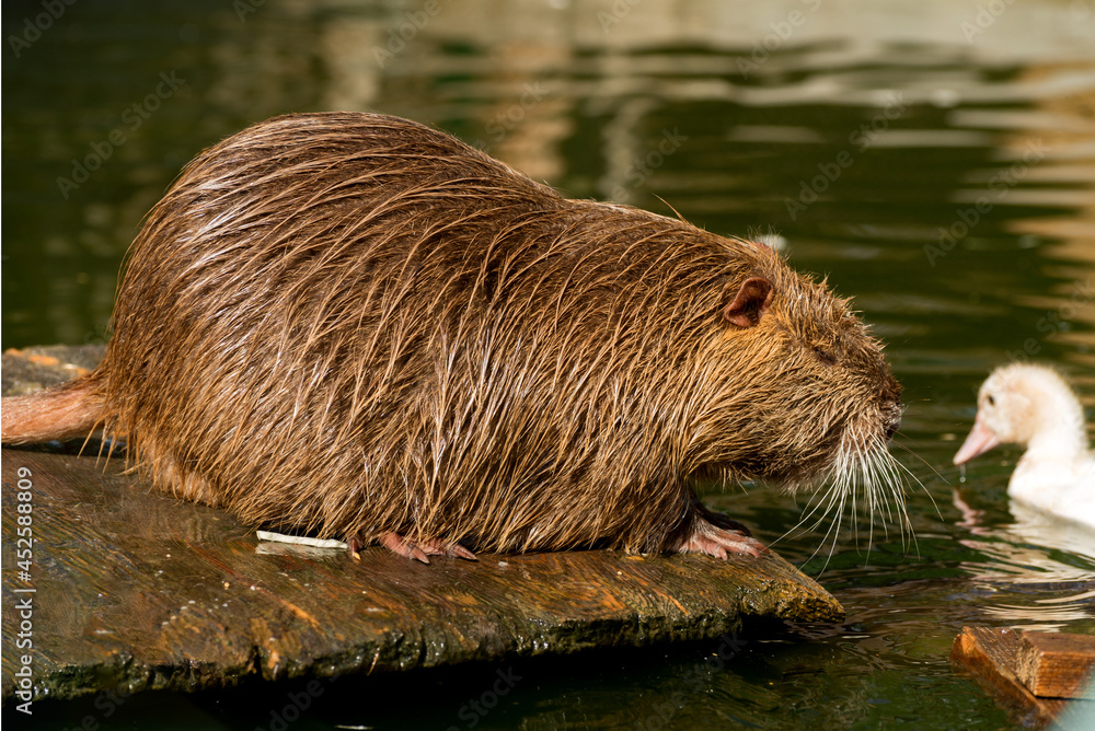 Nutria or Coypu, big river rat close up. Nutria or Coypu, big river rat close up.