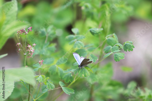 A Silvery Blue Gossamer butterfly sitting on plants photo