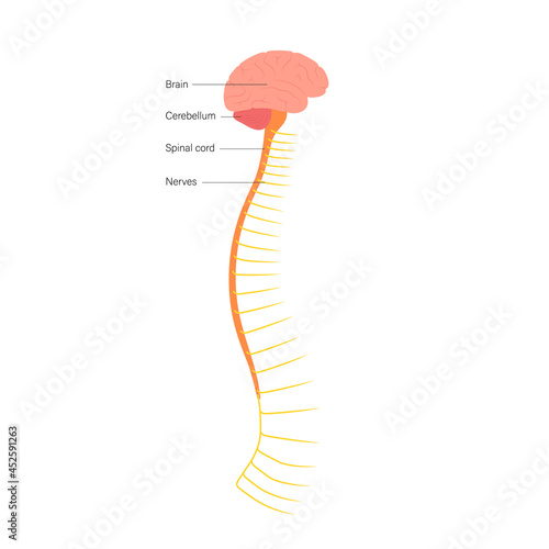 Spinal cord anatomy