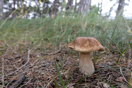 boletus edulis mushroom