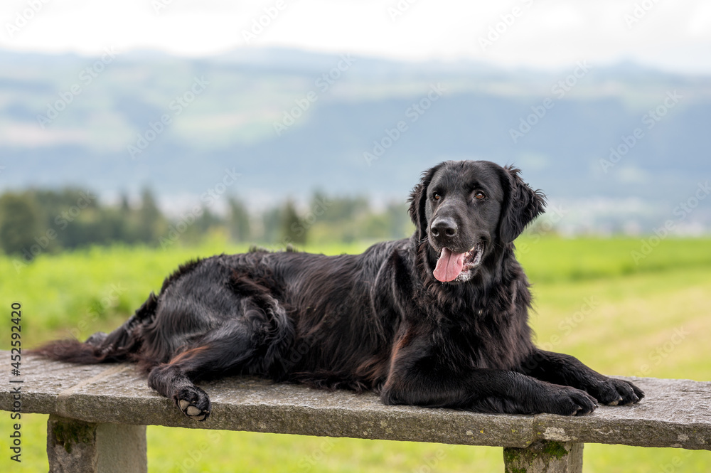 beautiful black flatcoated retriever dog on a bench