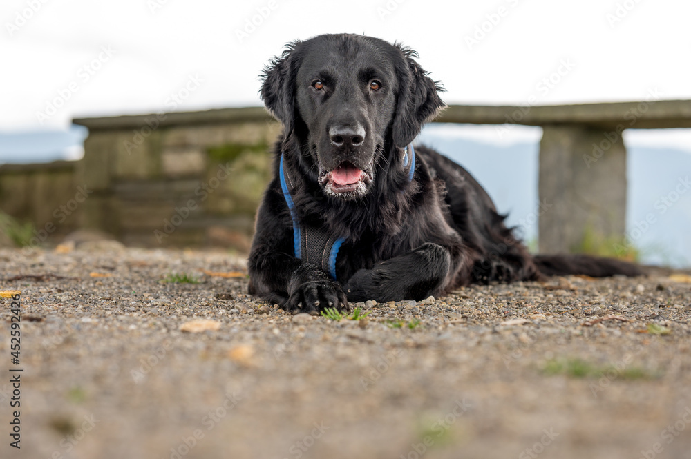 portrait of a beautiful flatcoated retriever dog