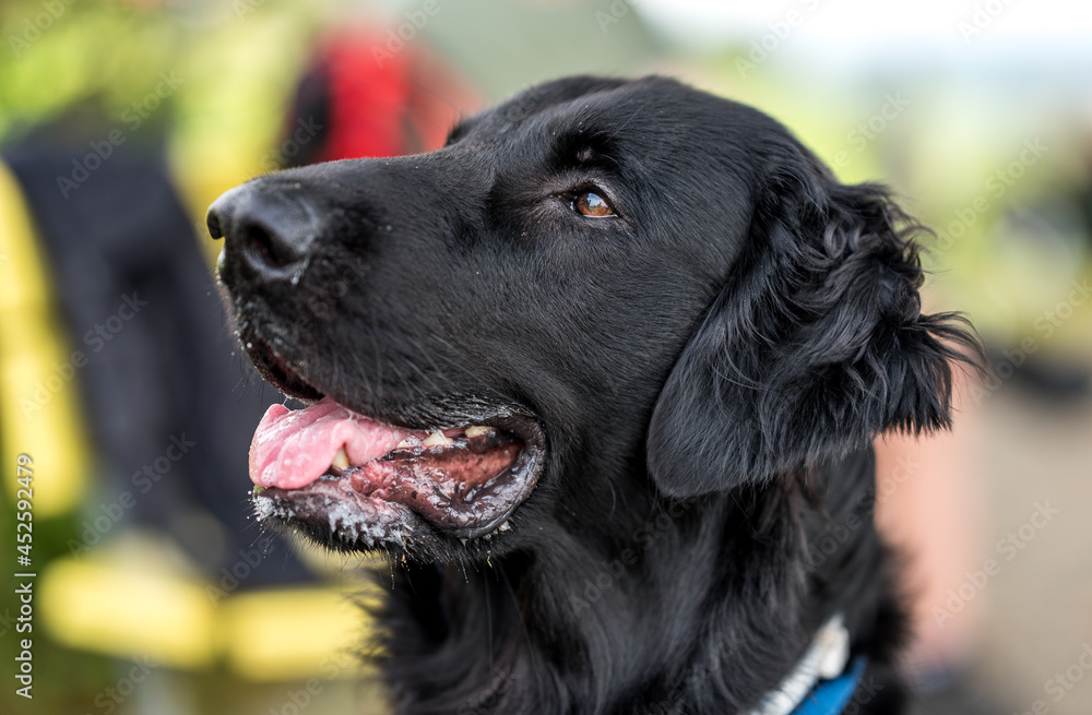 portrait of a beautiful flatcoated retriever dog portrait of a beautiful flatcoated retriever dog