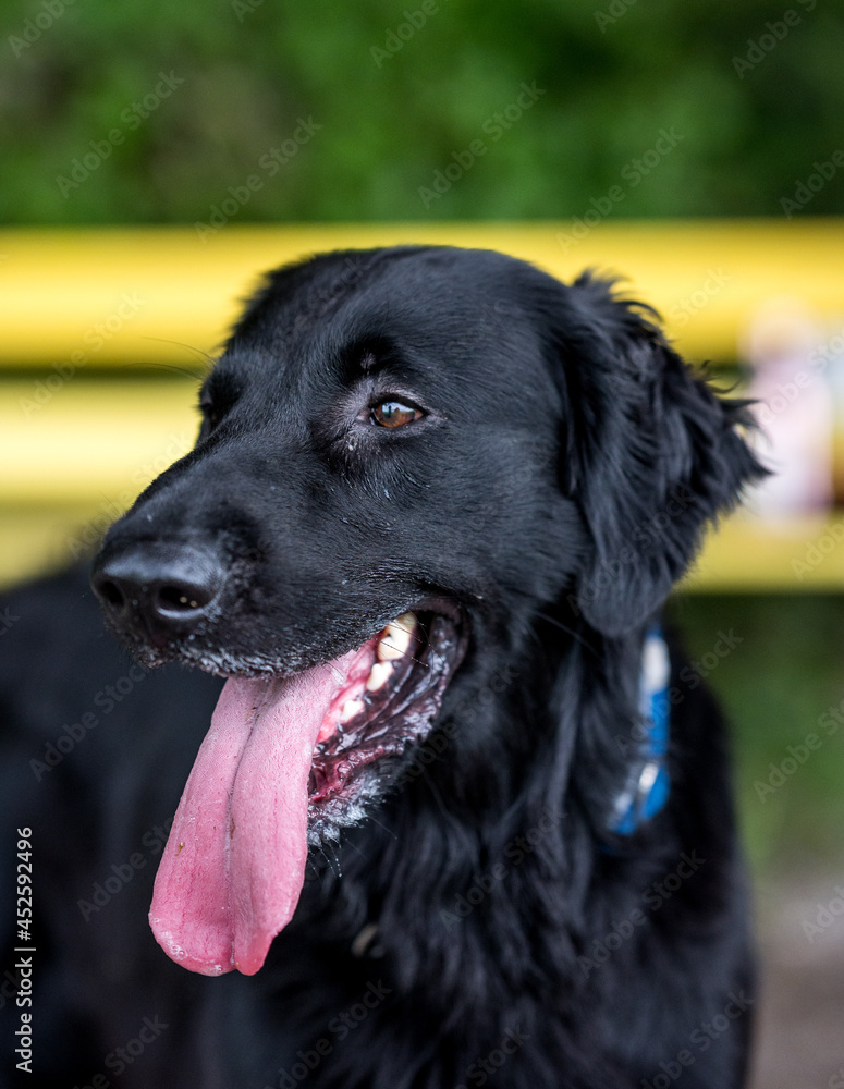portrait of a flatcoated retriever dog with tongue
