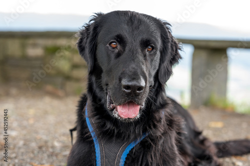 portrait of a beautiful flatcoated retriever dog