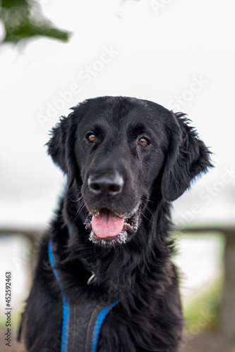 portrait of a beautiful flatcoated retriever dog