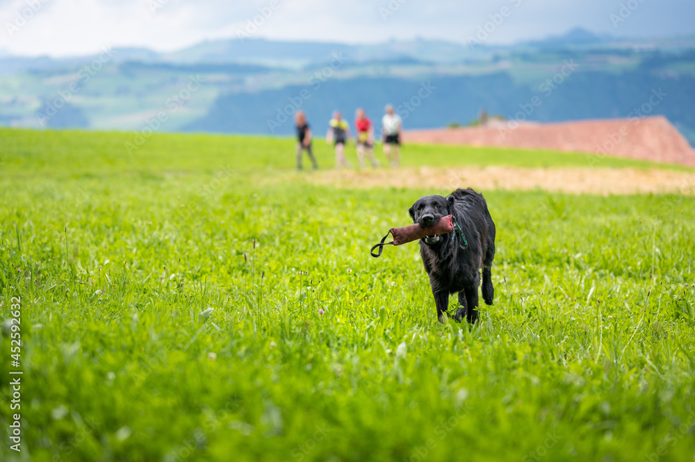 flatcoated retriever dog running through high grass with a toy in its mouth