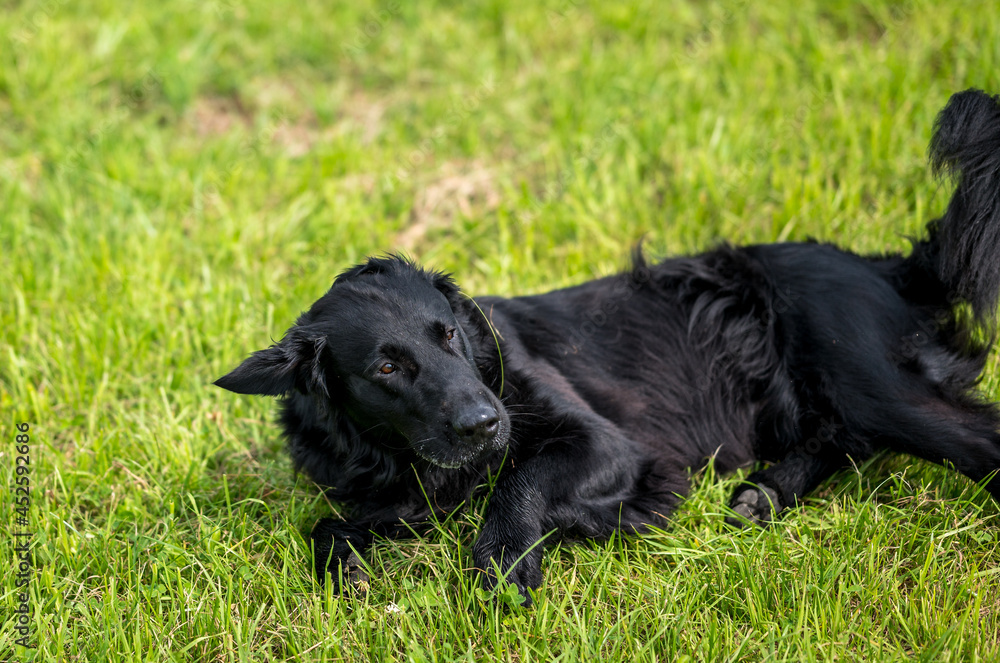playful black flatcoated retriever dog in high grass in summer playful black flatcoated retriever dog in high grass in summer