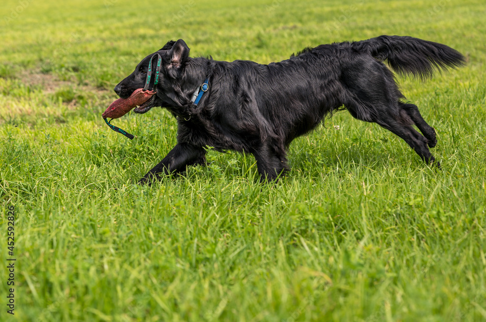 flatcoated retriever dog running through high grass with a toy in its mouth flatcoated retriever dog running through high grass with a toy in its mouth