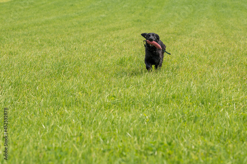 flatcoated retriever dog running through high grass with a toy in its mouth