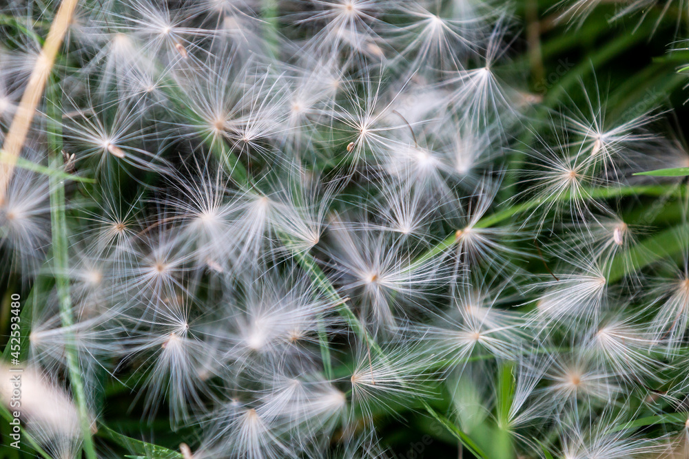 Looking down on Dandelion Seeds Looking down on Dandelion Seeds