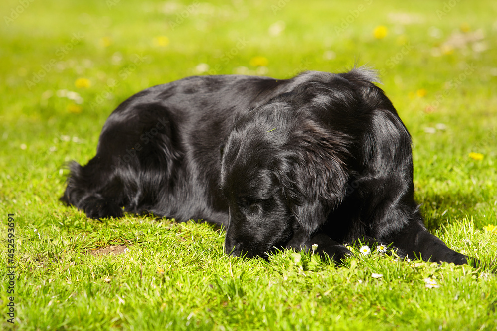 Portrait of pregnant female dog expecting puppies Portrait of pregnant female dog expecting puppies