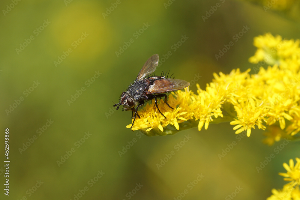 Peleteria rubescens. Subfamily Tachininae. Tribe Tachinini. Family Tachinidae. Flowering Canada goldenrod (Solidago Canadensis) Dutch garden. Holland, summer Peleteria rubescens. Subfamily Tachininae. Tribe Tachinini. Family Tachinidae. Flowering Canada goldenrod (Solidago Canadensis) Dutch garden. Holland, summer
