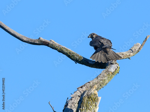 Peregrine Falcon Standing on Dead Tree Branch on Blue Sky 