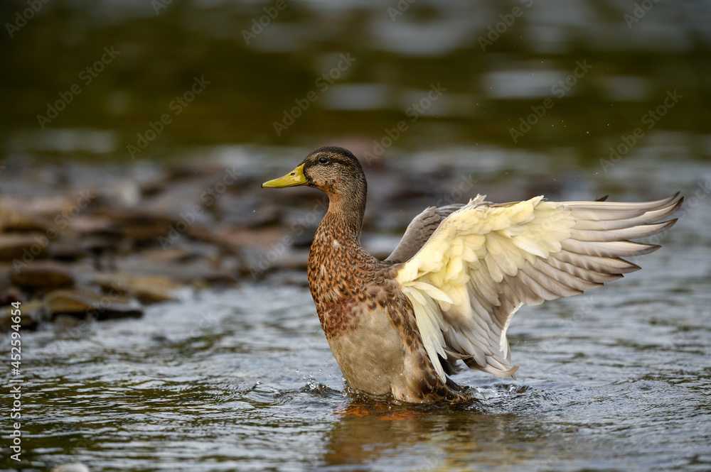 Male Mallard Flapping its Wings in Summer Male Mallard Flapping its Wings in Summer