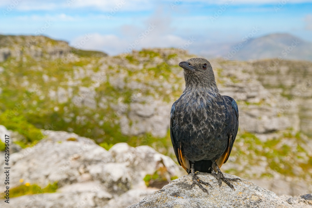 Cape glossy starling up on Table Mountain, Cape Town, South Africa Cape glossy starling up on Table Mountain, Cape Town, South Africa