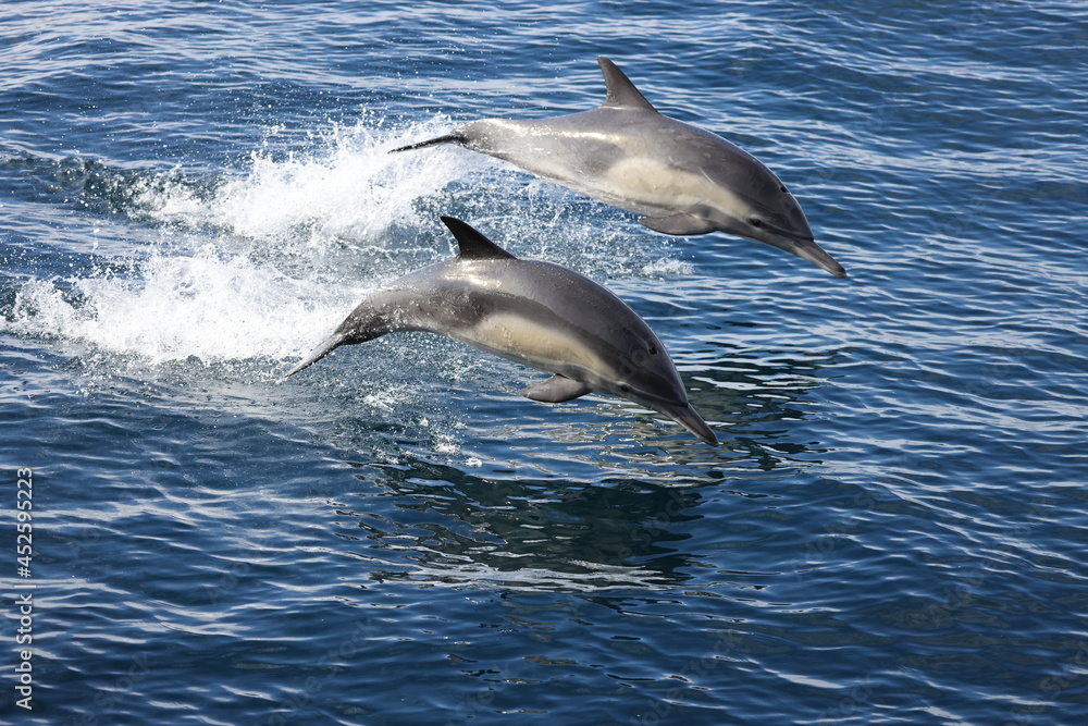 dolphins jumping in the water dolphins jumping in the water