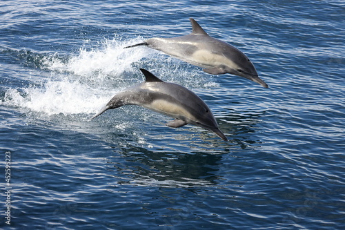 dolphins jumping in the water