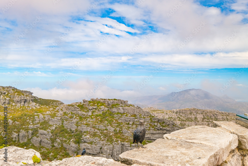 Beautiful views, images and birds on top of Table Mountain, Cape Town, South Africa