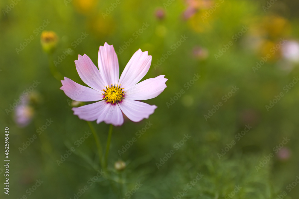 Pink flower on a green background Pink flower on a green background