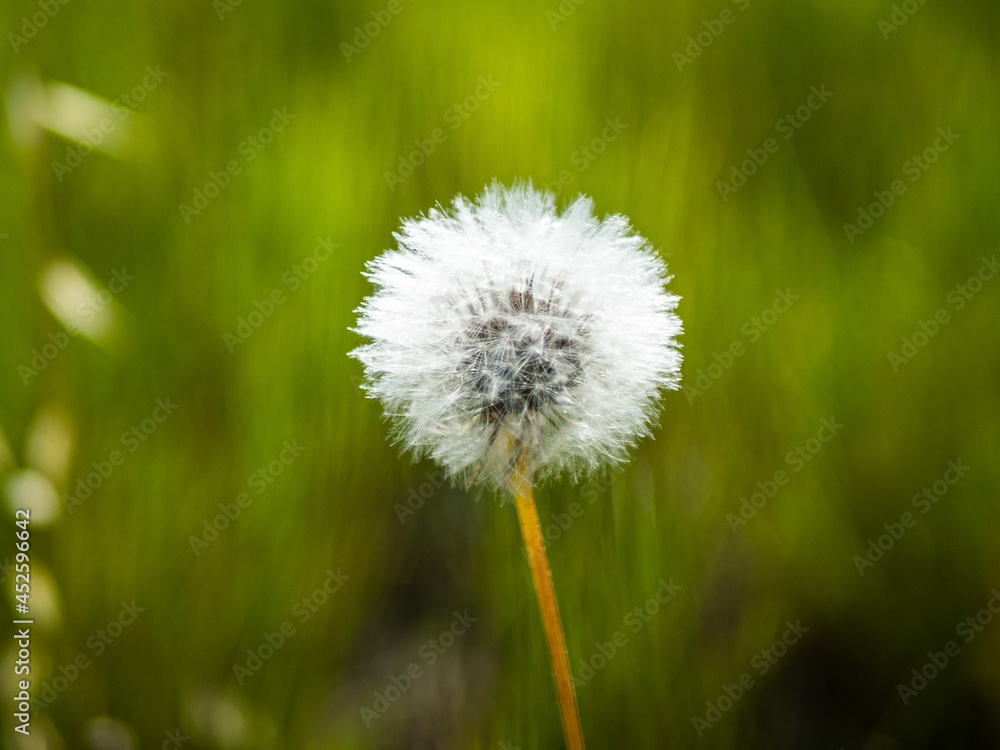 Fototapeta premium dandelion on green background