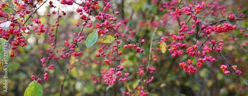 Beautiful blooming bush (Euonymus europaeus) in the forest, pink flowers close-up. Floral pattern, plants, botany, ecology, environmental conservation, alternative medicine, poisonous fruit photo