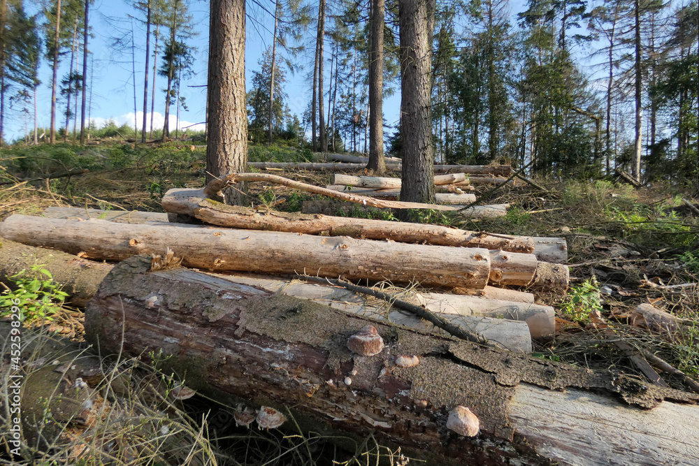 forest damaged by bark beetles and climate change forest damaged by bark beetles and climate change